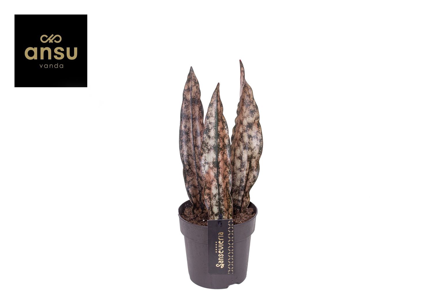 Sansevieria BIG LEAVES BROWN  Pflanzengrohandel FlorAccess