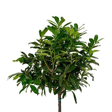 Prunus laurocerasus 'Novita'