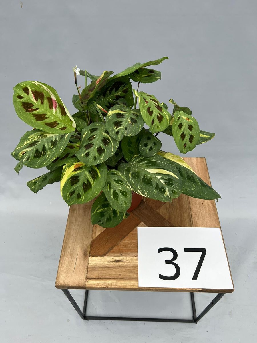 xl zimmerpflanzen Überraschungspaket XL - 5 XL-Pflanzen main image 0