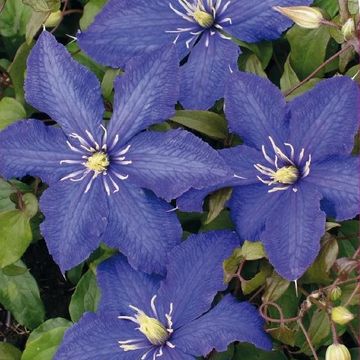 Clematis 'Rhapsody' (EL)