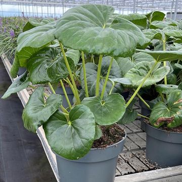 Farfugium japonicum giganteum