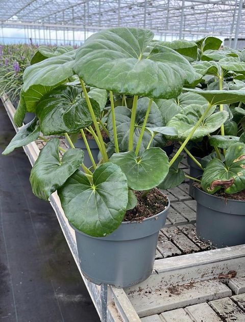 Farfugium japonicum giganteum