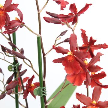 x Vuylstekeara Cambria 'Plush'