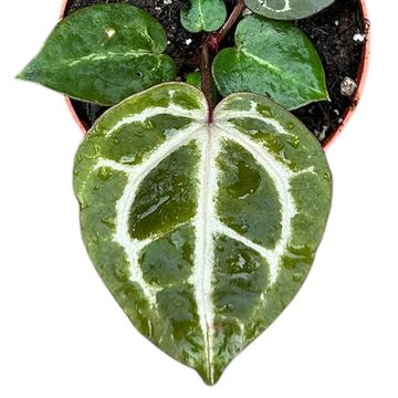 Anthurium 'Red Crystallinum'