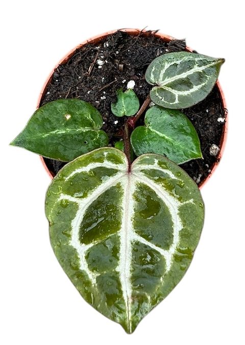 Anthurium 'Red Crystallinum'