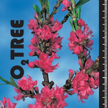 Prunus persica 'Terute-beni'
