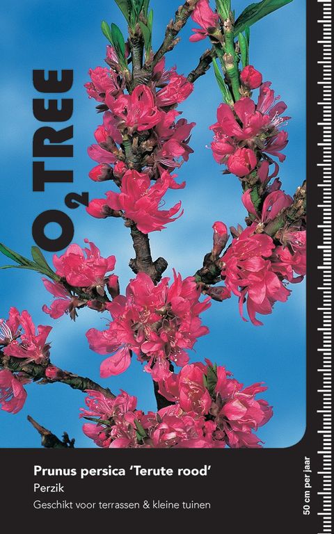 Prunus persica 'Terute-beni'