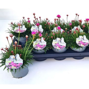 Armeria maritima MIX