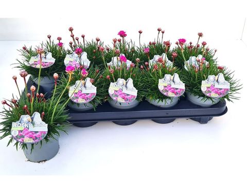 Armeria maritima MIX