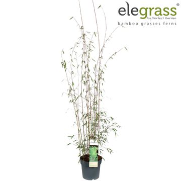 Fargesia 'Jiuzhaigou 1'