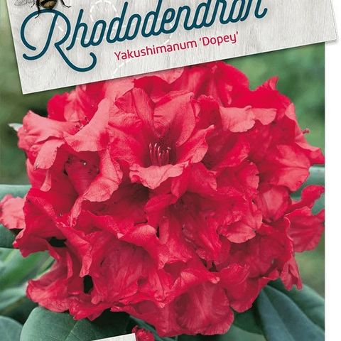 Rhododendron 'Dopey' (Floribras Garden Plants)