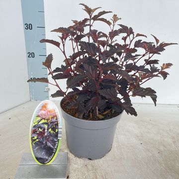 Physocarpus opulifolius ALL BLACK