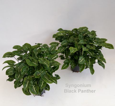 Syngonium 'Black Panther'