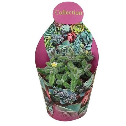 Delosperma echinatum