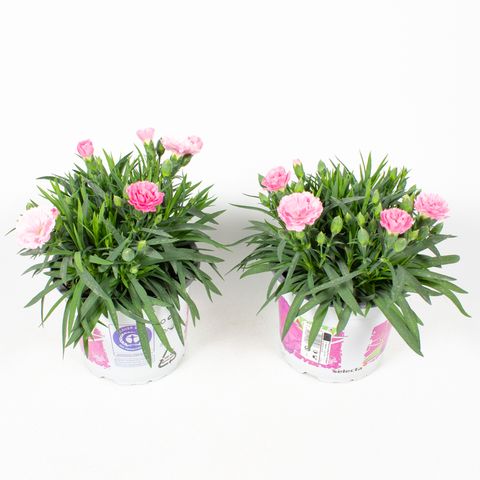 Dianthus I LOVE U