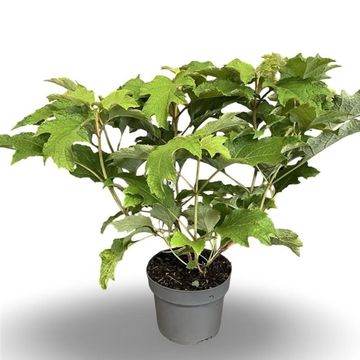 Hydrangea quercifolia