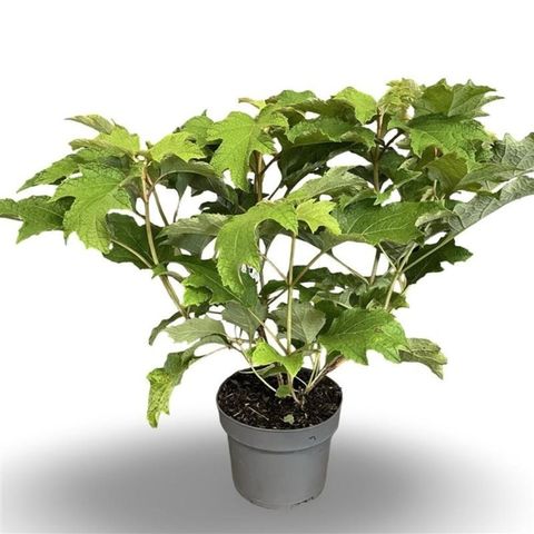 Hydrangea quercifolia