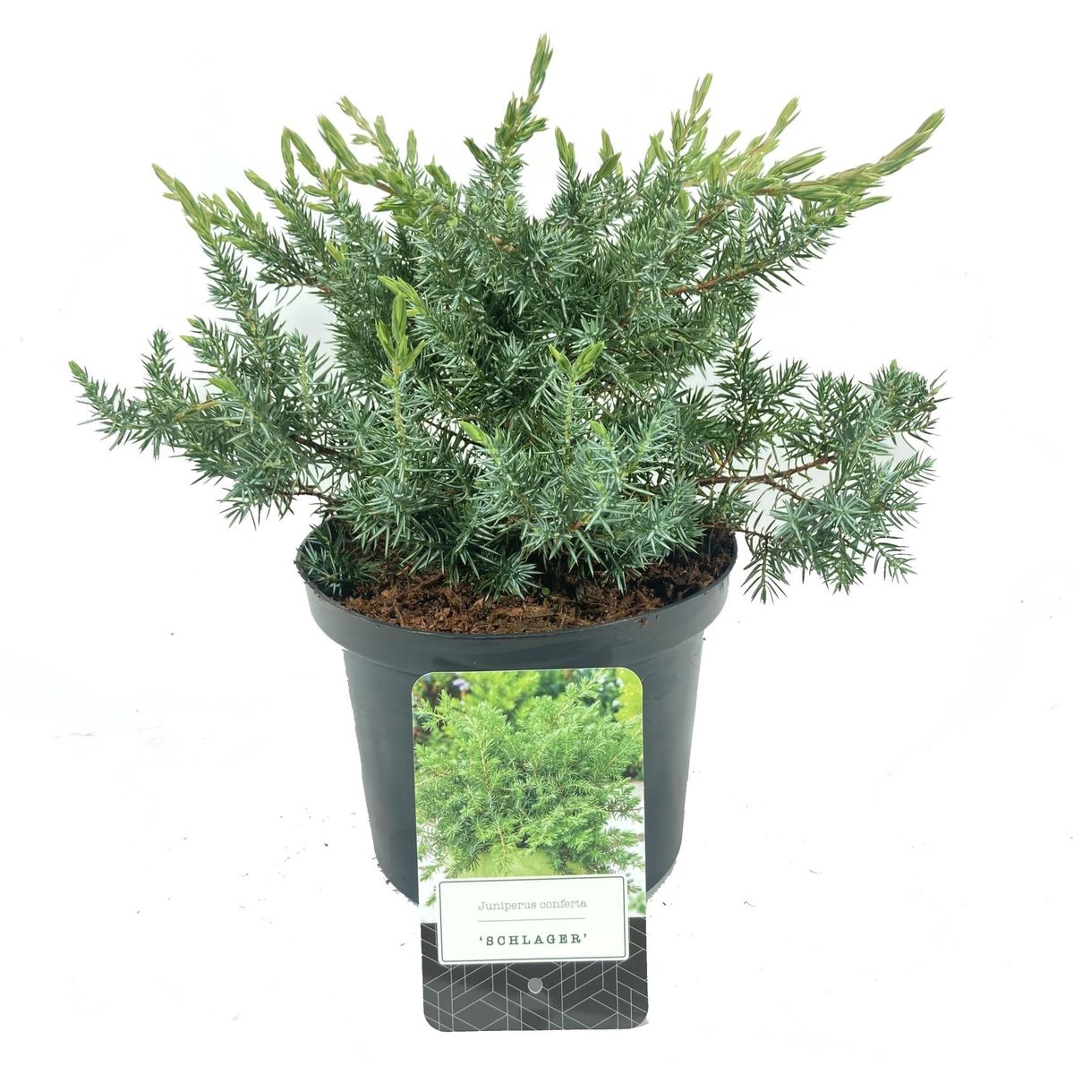 Juniperus conferta 'Schlager' — Plant Wholesale FlorAccess