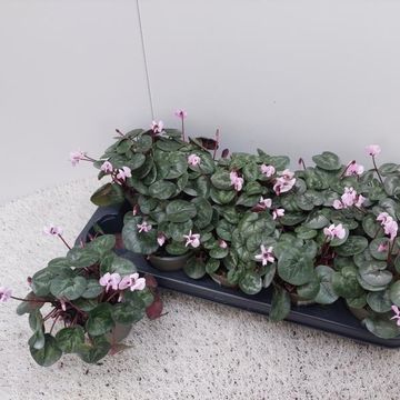 Cyclamen coum 'Cyberia Dark Rose'