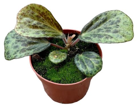 Begonia blancii MOTTLED