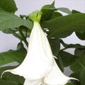 Brugmansia BUSH WHITE