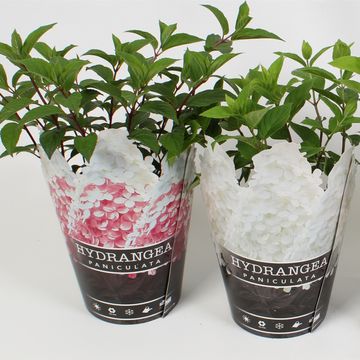 Hydrangea paniculata MIX