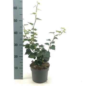 Hedera helix 'Arborescens'