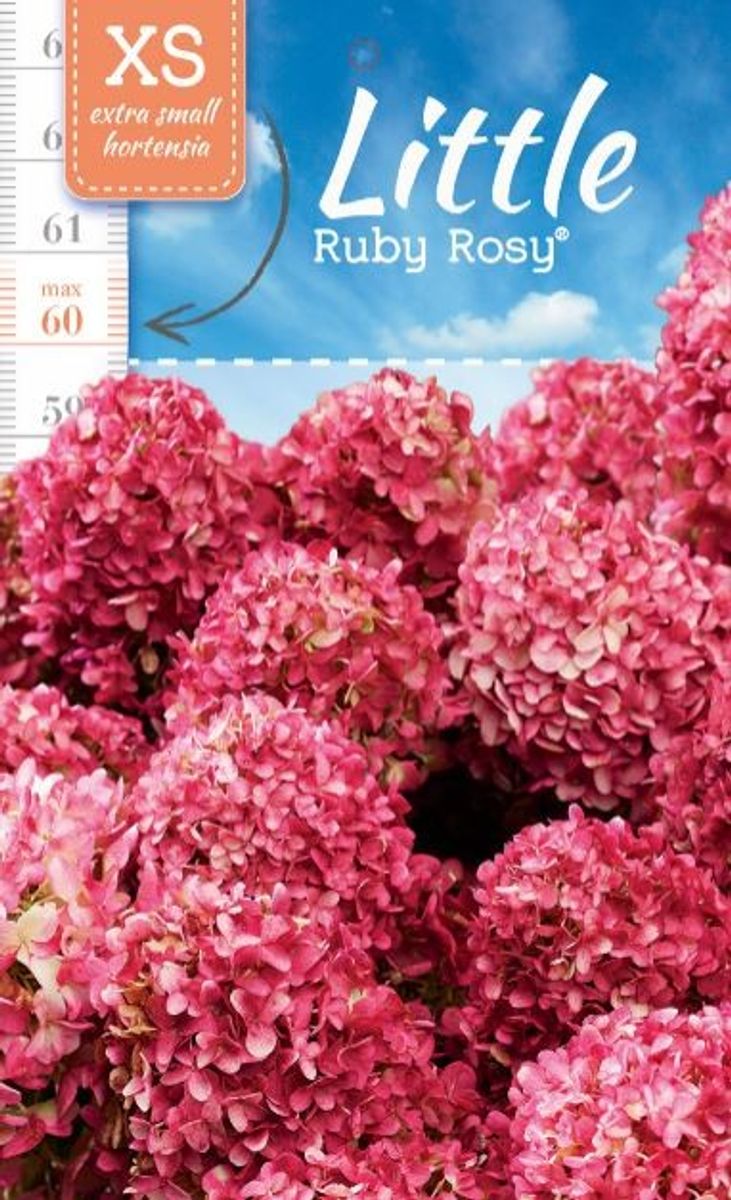 Hydrangea paniculata LITTLE XS RUBY ROSY — Mayorista de plantas FlorAccess