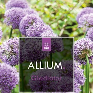 Allium 'Gladiator'