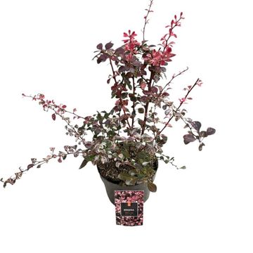 Berberis thunbergii 'Harlequin'