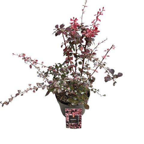 Berberis thunbergii 'Harlequin'