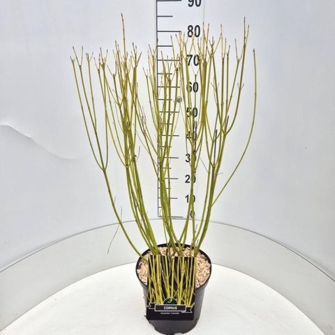 Cornus sericea 'Flaviramea'