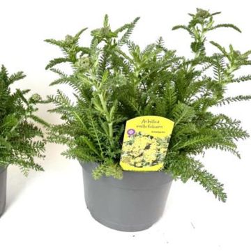Achillea millefolium MIX