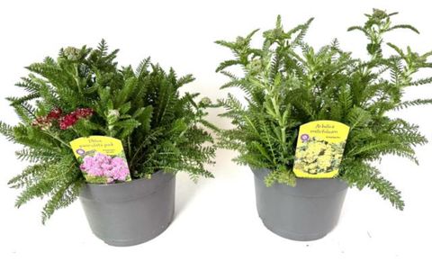 Achillea millefolium MIX