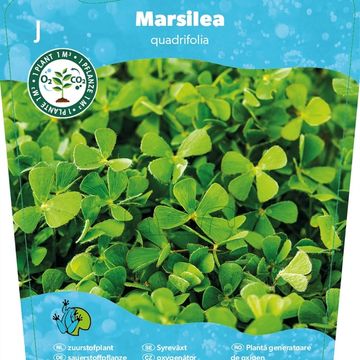 Marsilea quadrifolia
