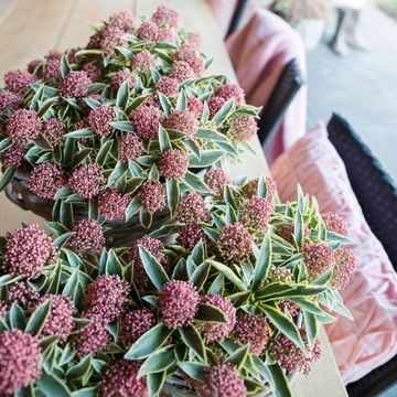 Skimmia japonica 'Mystic Marlot'