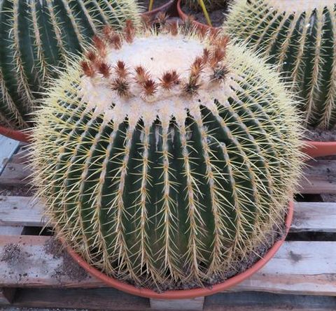 Echinocactus grusonii