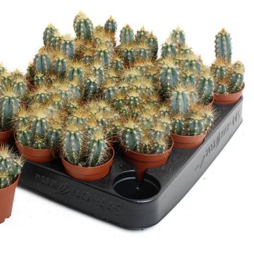 Pilosocereus azureus