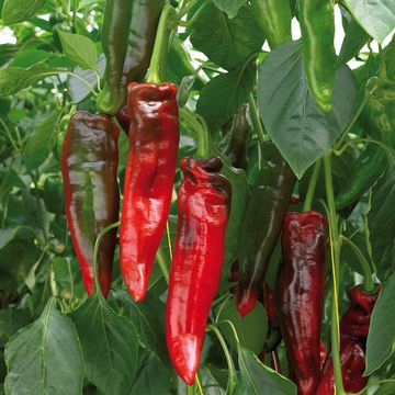 Capsicum annuum 'Rubienne'