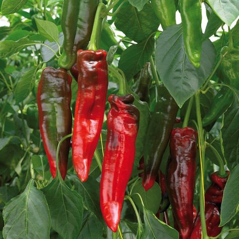 Capsicum annuum 'Rubienne'