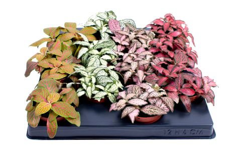 Fittonia MIX