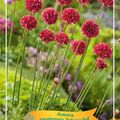 Armeria pseudarmeria 'Ballerina Red'