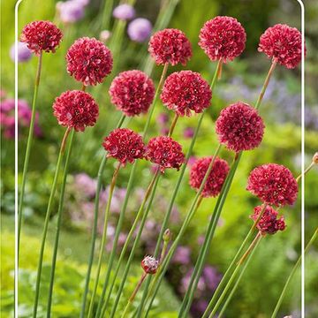 Armeria pseudarmeria 'Ballerina Red'