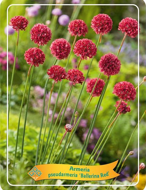 Armeria pseudarmeria 'Ballerina Red'