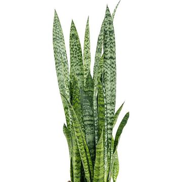 Sansevieria zeylanica