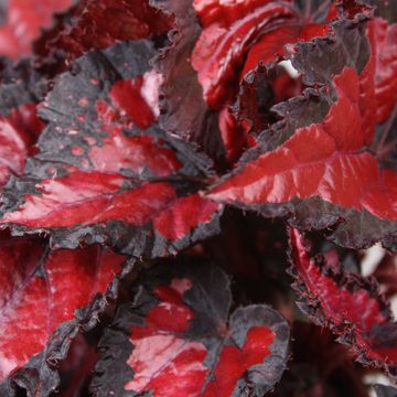 Begonia BELEAF INCA NIGHT