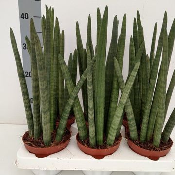 Sansevieria cylindrica 'Wave'