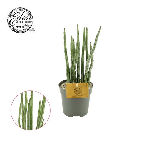 Kleinia stapeliiformis