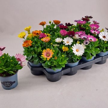 Osteospermum MIX