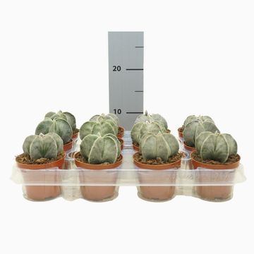 Astrophytum myriostigma